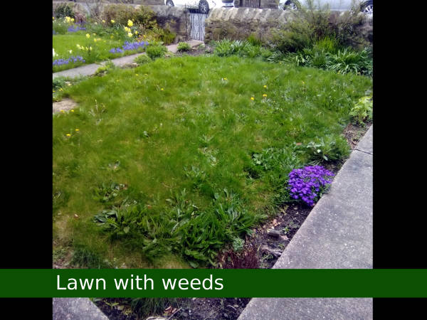 HOME and GARDEN, Newcastle - Lawn with weeds